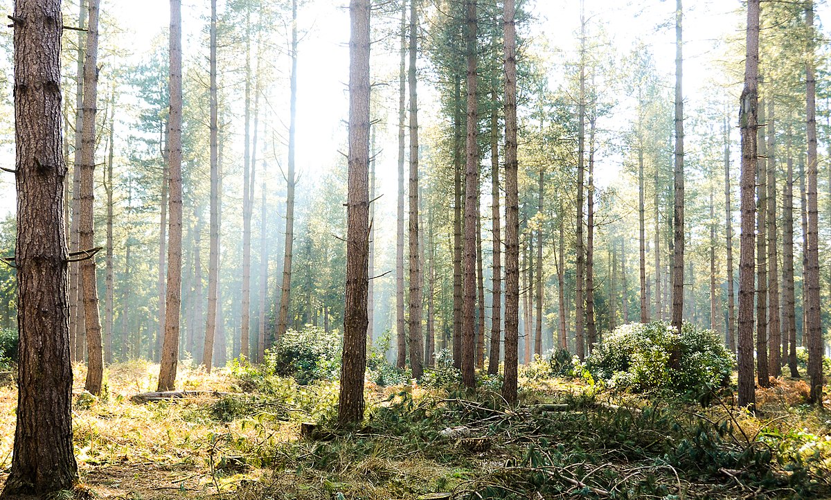 Bambusowy gaj